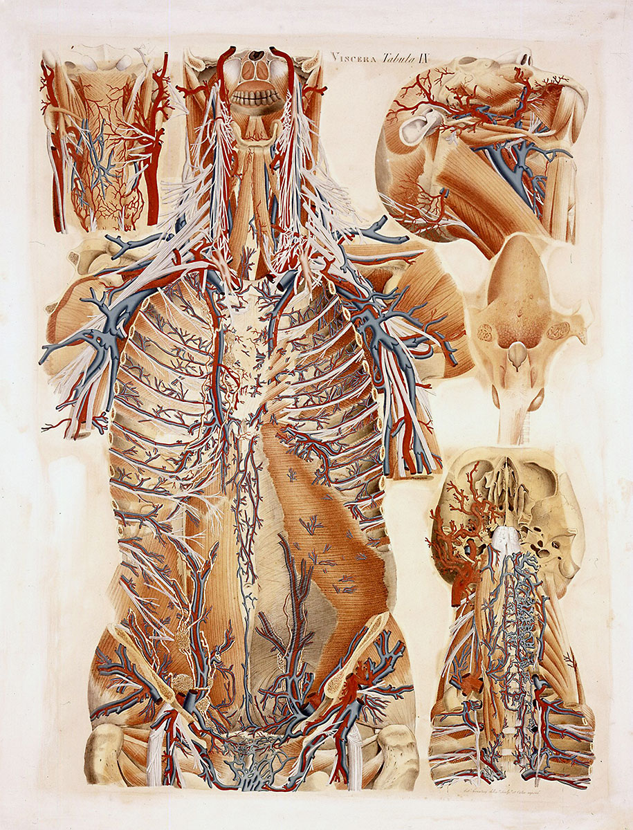 File:Istituto di anatomia umana normale, museo, antichi vetrini da  microscopio.JPG - Wikimedia Commons